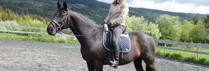 Weekendkurs i dressur med Klubbtreneren vår Storm
